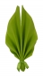 S-W2-006-Kiwigr&uuml;n